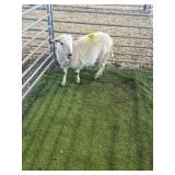 ARBY3650 WHITE RAM LAMB 46# P5
