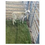 ARBY3646 WHITE RAM LAMB 29# P4