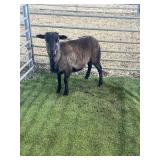ARBY3647 BROWN RAM LAMB 42# P4