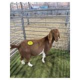 ARCF6517 RED WHITE EX DOE 94# P15