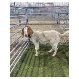 AR000424002 REG TRADITIONAL DOE 76# P15