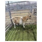 ARCF6518 TRI COLOR DOE 65# P16