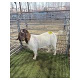 ARCF6515 RED WHITE EX DOE 110# P15