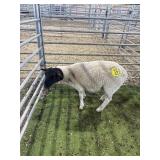 ARCF6513 BLK WHTIE DORPER RAM 37# P14