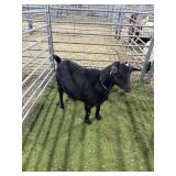 ARCF6520 BLK WHITE DOE 64# P16