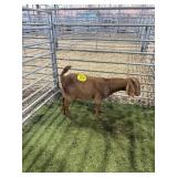 ARCF6516 RED EX DOE 35# P15