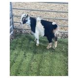 ARBY3382 BLK WHITE BUCK KID 15# P9