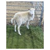 ARBY3388 WHITE RAM 47# P60