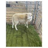 ARBY3387 WHITE RAM 82# P60