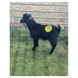 ARBY3384 BLK BUCK KID 11# P9