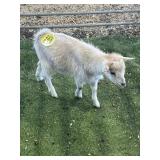 ARBY3386 GOLD AND CREAM REG ND BUCK 20# P31