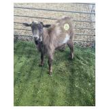 ARBY3778 BROWN ND BUCK 49# P21