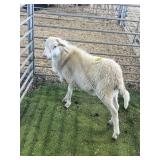 ARBY3389 WHITE RAM 55# P60