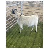 ARBY3381 BLK WHITE NANNY 67# P9