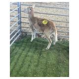 ARBY3670 BROWN EWE LAMB 42# P7