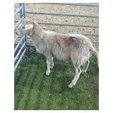 ARBY3666 BROWN RAM LAMB 41# P7