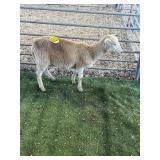 ARBY3664 TAN EWE LAMB 37# P7