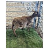 ARBY3661 BROWN RAM LAMB 41# P6