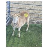 ARBY3669 BROWN EWE LAMB 37# P7