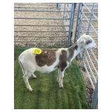ARBY3663 WHITE BROWN RAM LAMB 50# P6