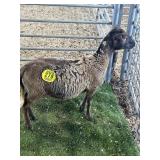 ARBY3665 BROWN EWE LAMB 39# P7