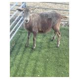 ARBY3668 CHOCLATE EWE LAMB 39# P7