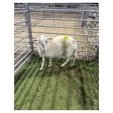 ARCF6529 WHITE EWE 60# P51