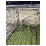 ARCF6539 TAN RAM 53# P25