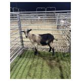 ARCF6544 TRI COLOR DOE 50# P27