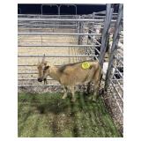 ARCF6535 TRI COLOR DOE 40# P32