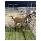 ARCF6537 TRI COLOR EXPOSED DOE 62# P26