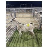 ARCF6542 TRI COLOR DOE 68# P27