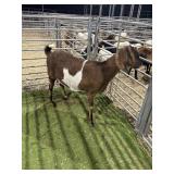 ARCF6533 TRI COLOR NUBIAN DOE 158# P19