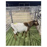 ARCF6541 TRADITIONAL BUCK 61# P27