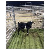 ARCF6543 BLK WHITE BUCK 33# P27