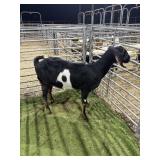 ARCF6532 TRI COLOR NUBIAN DOE 136# P19