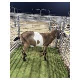 ARCF6531 TRI COLOR NUBIAN DOE 120# P19