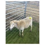 ARBY3673 BROWN EWE LAMB 56# P8