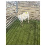 ARBY3672 WHITE BROWN EWE LAMB 40# P8