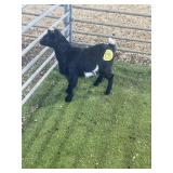 ARBY3383 BLK WHTIE BUCK KID 13# P9