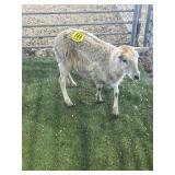 ARBY3675 BROWN EWE LAMB 38# P8