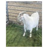 ARBY3379 WHITE ND BUCK 57# P9