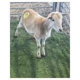 ARBY3677 BROWN EWE LAMB 35# P8