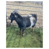 ARBY3380 BLK WHITE BUCK 58# P9