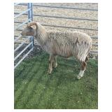 ARBY3676 BROWN EWE LAMB 38# P8