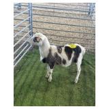 ARBY3654 TRI COLOR RAM LAMB 50# P5