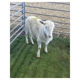 ARBY3658 WHITE RAM LAMB 51# P6