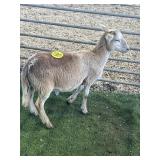 ARBY3653 BROWN RAM LAMB 45# P5