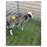 ARBY3656 TRI COLOR RAM LAMB 36# P6