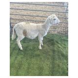 ARBY3655 WHITE RAM LAMB 38# P5